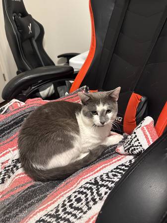 Lost Cat in Montgomery