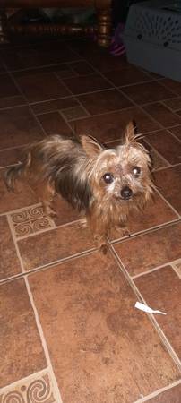 Lost dog