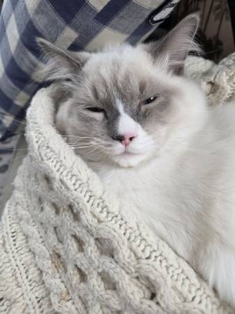 Lost cat