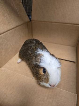 Found guinea pig