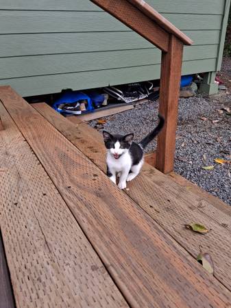 Found cat