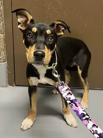 Found dog