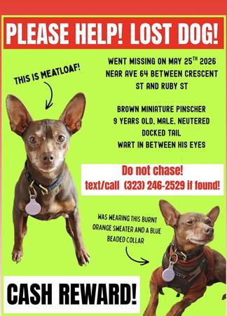 Lost dog