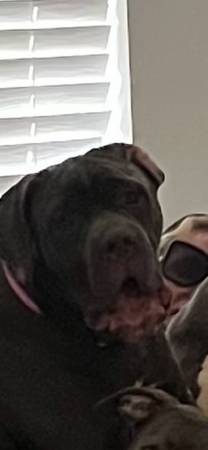 Lost dog