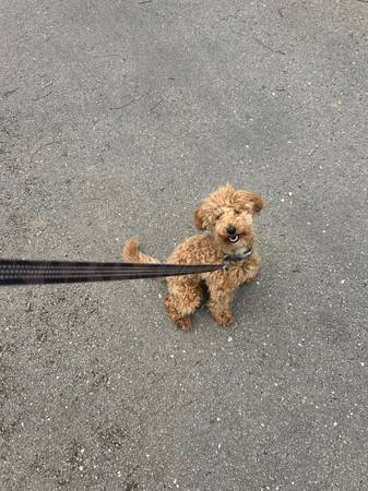 Lost dog