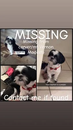 Lost dog