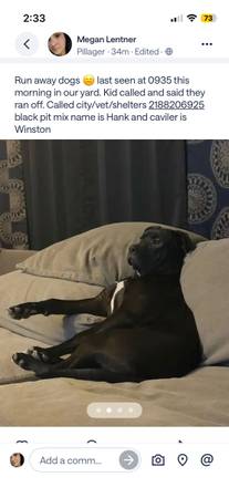 Lost Dog in Pillager