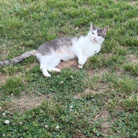 Lost Cat in Belton