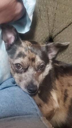 Lost Dog in Port Orchard