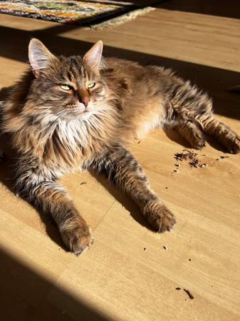 Lost Cat in Idaho City