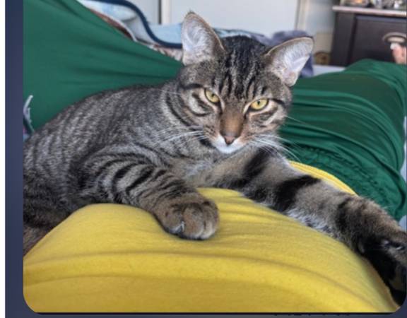 Lost Cat in Pacifica