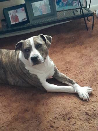 Lost dog