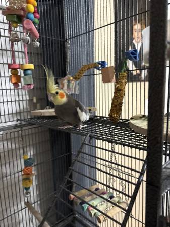 Lost Bird in Largo