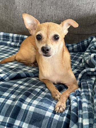 Found dog