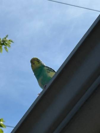 Found bird