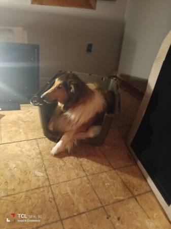 Lost dog