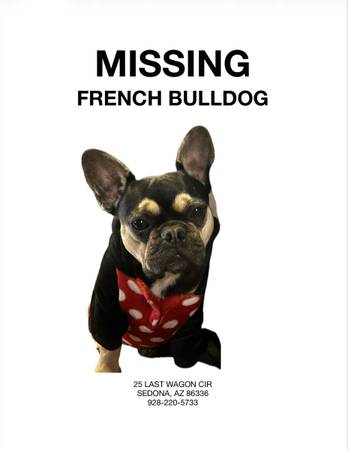 Lost Dog in West Sedona