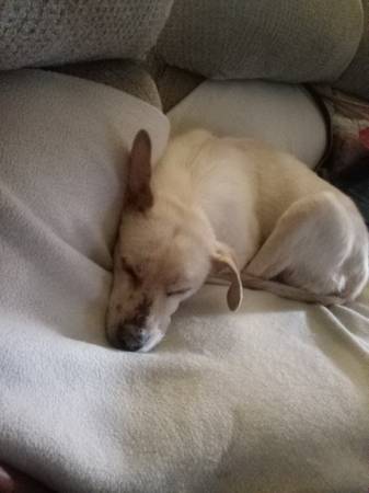 Lost dog