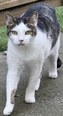 Lost cat