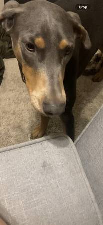 Lost dog