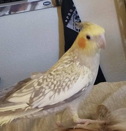Lost bird