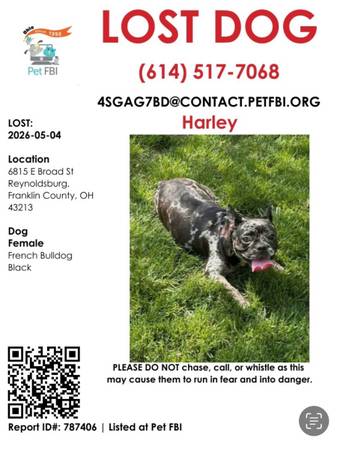 Lost dog