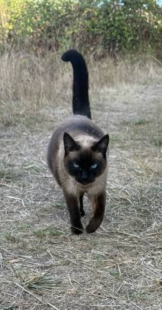 Lost cat