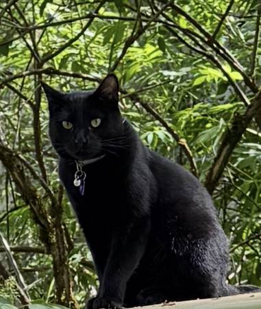 Lost cat