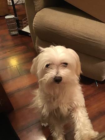 Lost Dog in Chariton