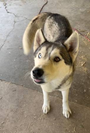 Found dog