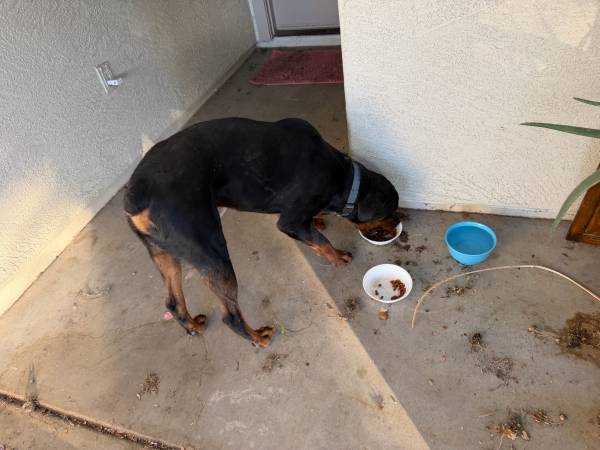 Found dog