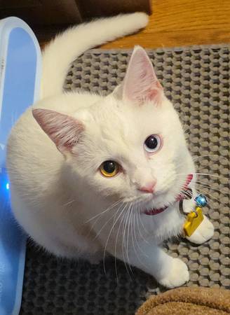 Lost cat