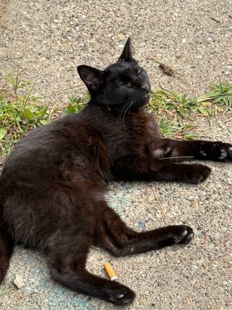 Lost Cat in Detroit