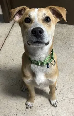 Found dog