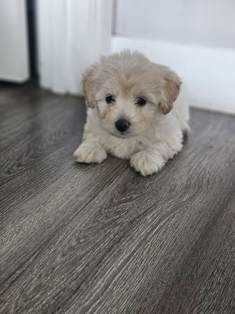 Lost dog