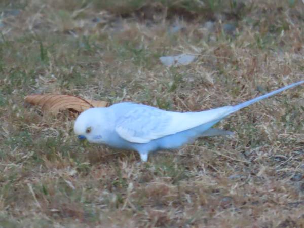 Found budgie