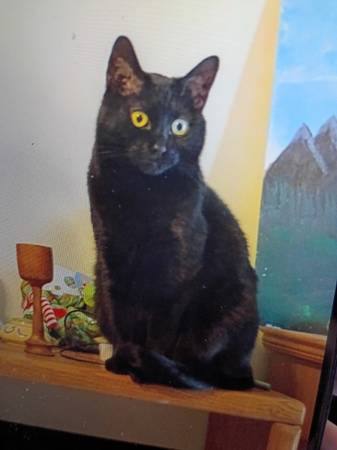 Lost cat
