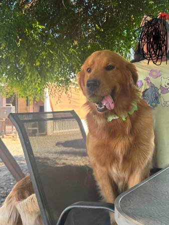 Lost Dog in Madera