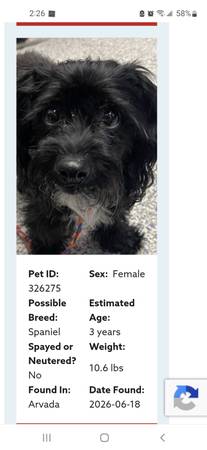 Found dog
