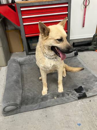 Found dog