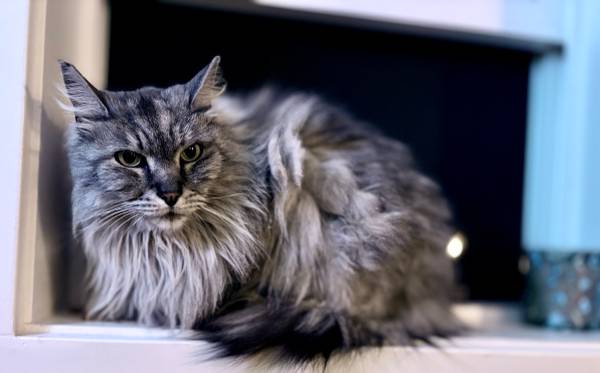 Lost cat