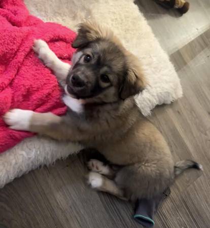 Lost dog