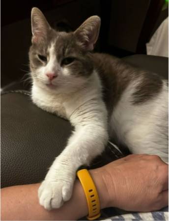 Lost Cat in Oakwood