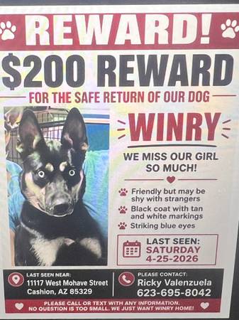 Lost Dog in Cashion