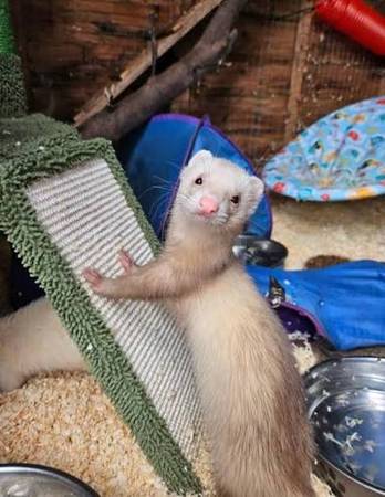 Lost ferret