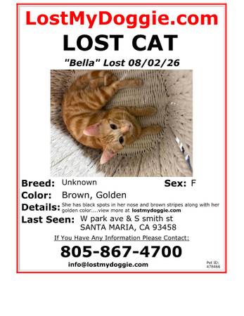 Lost cat
