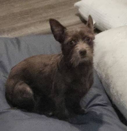 Lost dog