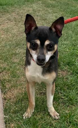 Found dog