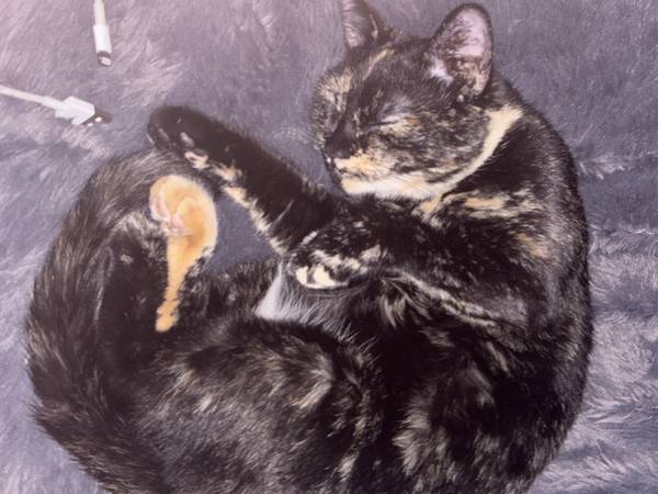 Lost cat