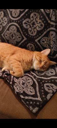 Lost Cat in Mackinaw City